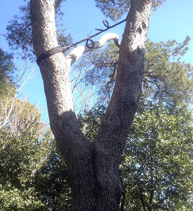 Haubanage & abattage d'arbre